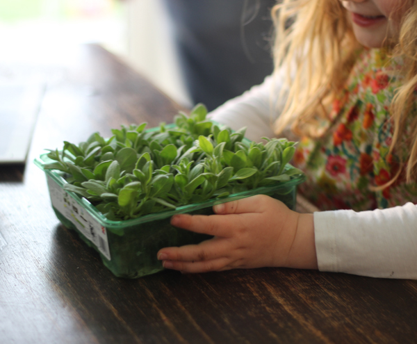 Gardening with kids: B&Q easyGrow