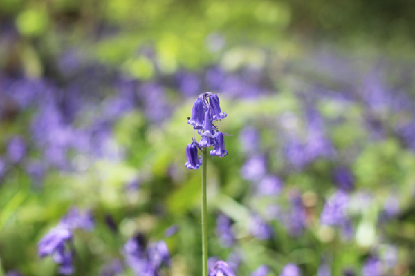Bluebell stem | Growing Spaces