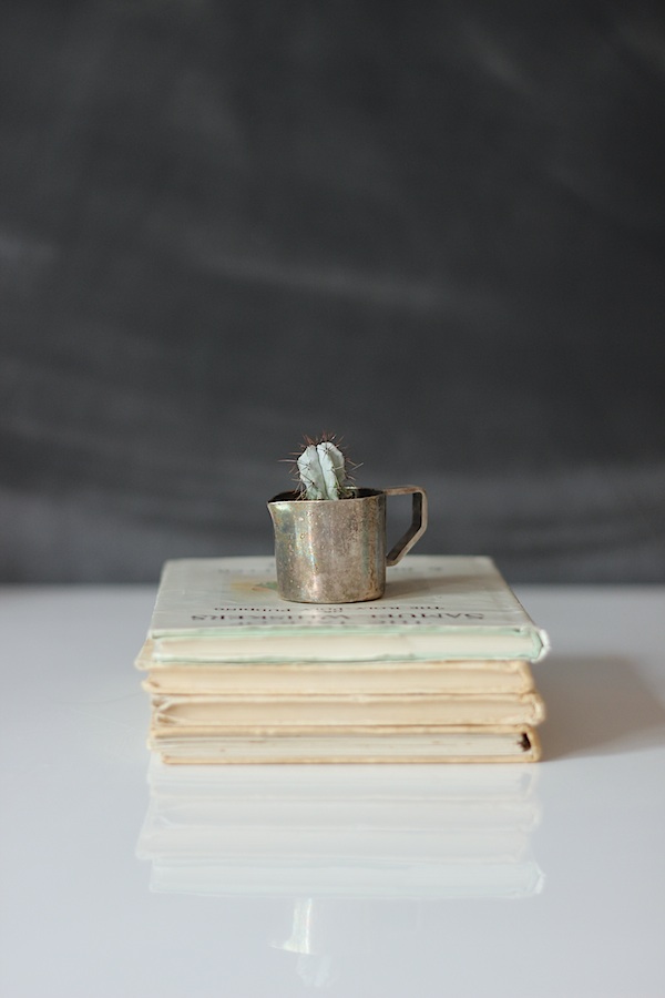 Cutest cactus ever | Growing Spaces