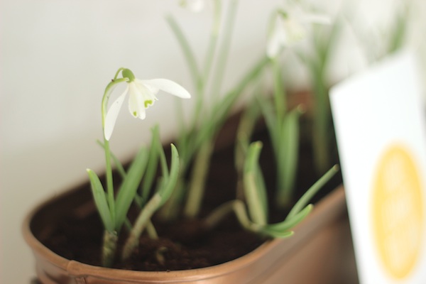 February snowdrops for Styling the Seasons | Growing Spaces
