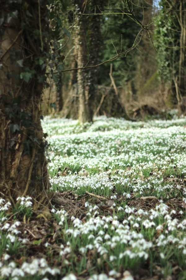 Carpet of snowdrops | Growing Spaces