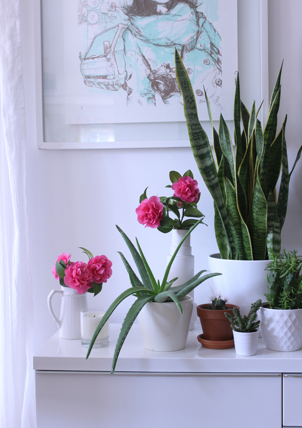 Styling the Seasons - March camellia | Growing Spaces