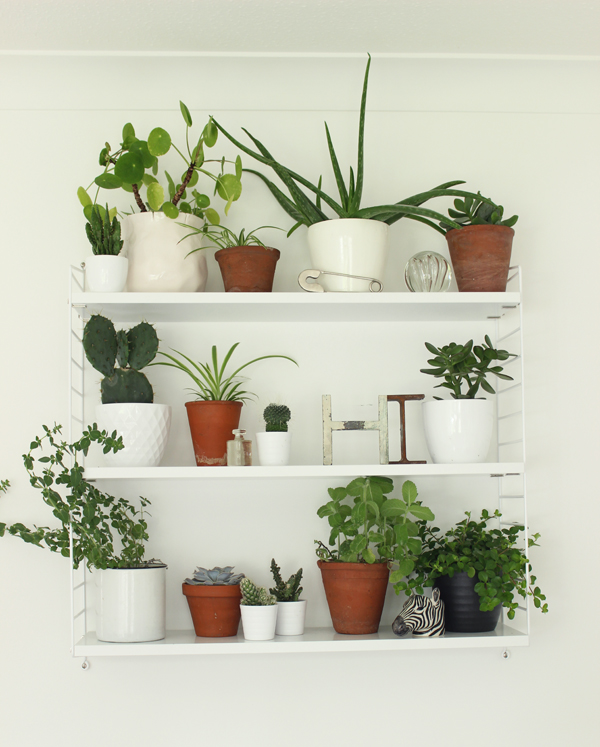 String shelves full of indoor plans | Growing Spaces