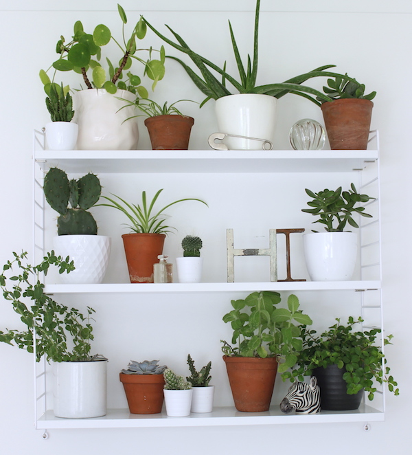 my plant collection