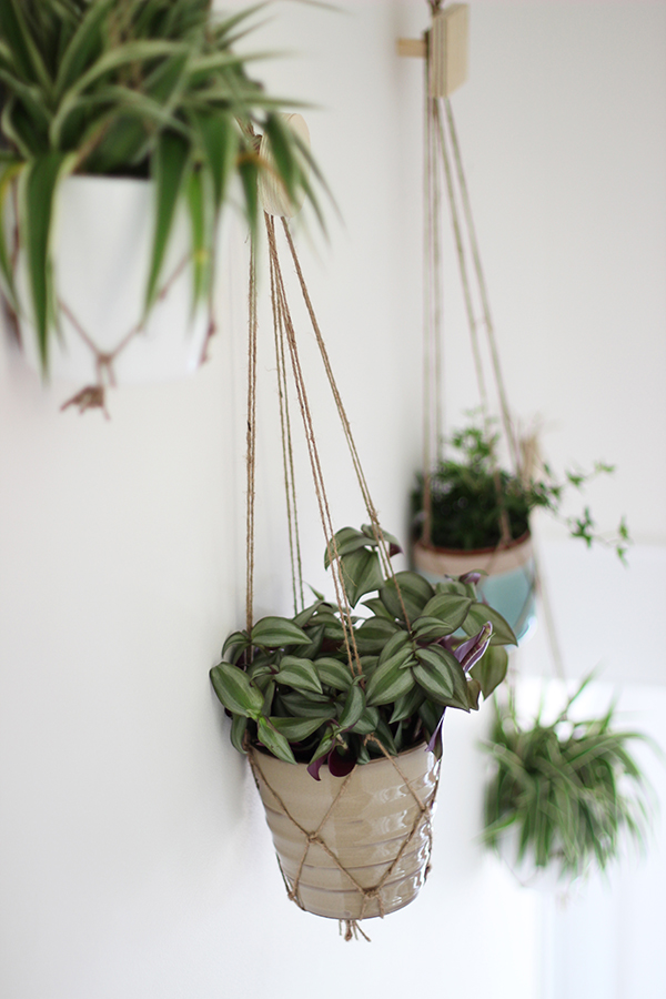 Wall of hanging plants | Growing Spaces