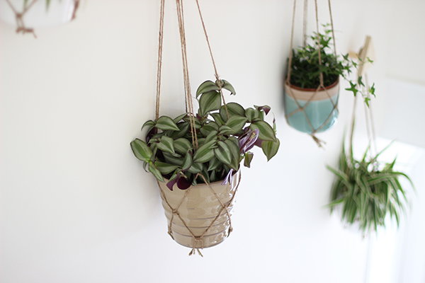 Wall of hanging planters | Growing Spaces