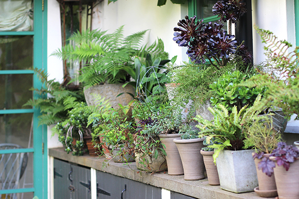 Courtyard garden inspiration | Growing Spaces