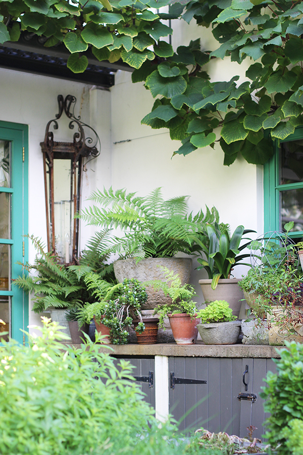 Courtyard garden inspiration | Growing Spaces