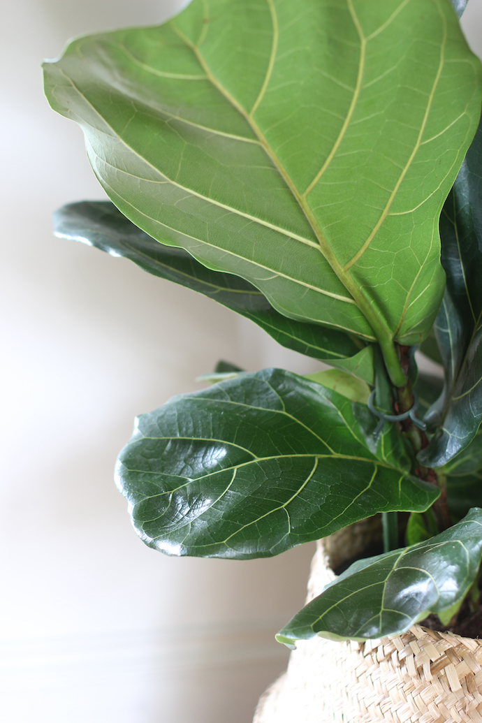 Fiddle leaf fig | Growing Spaces