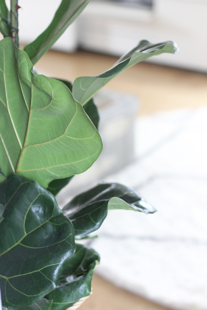 Fiddle leaf fig | Growing Spaces