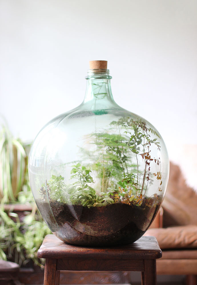 How to plant up a closed carboy bottle terrarium